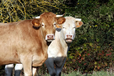 vaches au pré