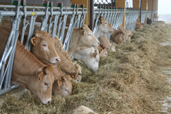 vaches se nourrissant à l\'étable